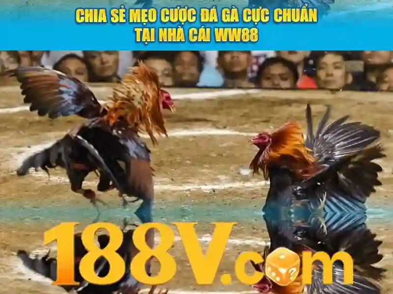 nhà cái 333666v